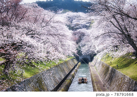 琵琶湖疎水の桜2021年 78791668