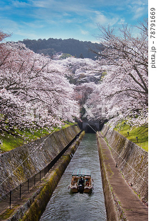 琵琶湖疎水の桜2021年 78791669