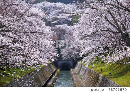 琵琶湖疎水の桜2021年 琵琶湖疎水の桜2021年 78791670