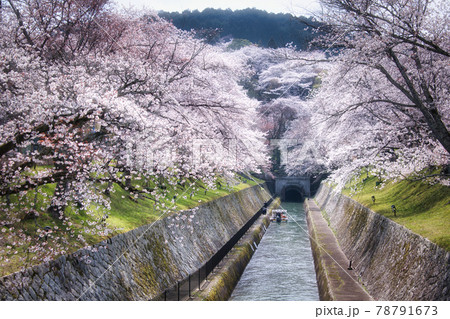 琵琶湖疎水の桜2021年 78791673