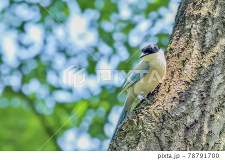 Azure-winged magpie(オナガ) 78791700