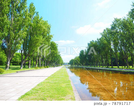 北海道の風景 前田森林公園の美しいカナール 78791717