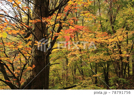 風景・紅葉の森林 風景・紅葉の森林 78791756