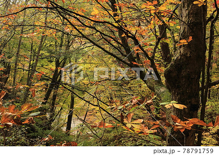 風景・紅葉の森林 風景・紅葉の森林 78791759