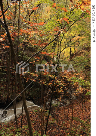 風景・紅葉の森林 風景・紅葉の森林 78791760