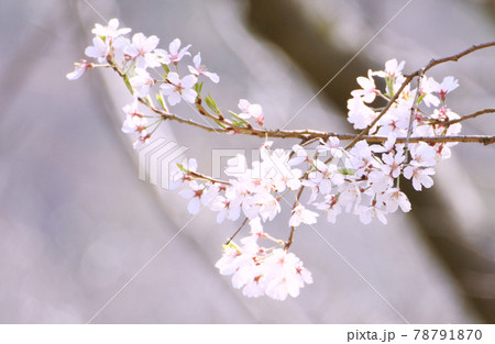 細い枝に咲く沢山のサクラの花　クローズアップ 78791870