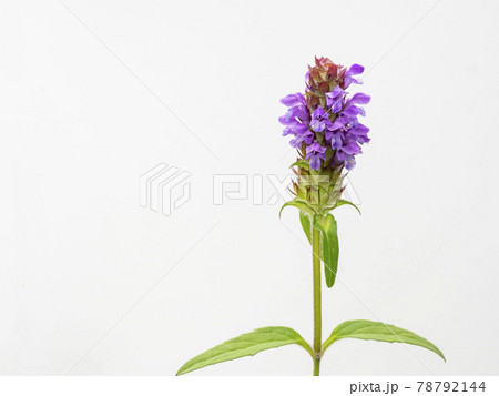 白バックのカゴソウの花 白バックのカゴソウの花 78792144