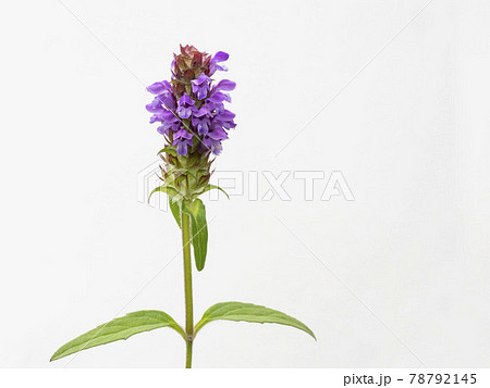 白バックのカゴソウの花 78792145