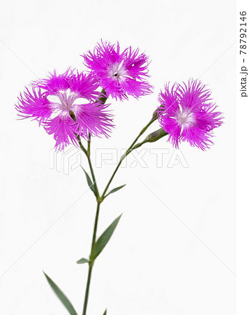 白バックのカワラナデシコの花 白バックのカワラナデシコの花 78792146