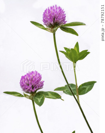 白バックのムラサキツメクサの花 78792151