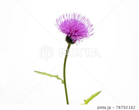 白バックのノアザミの花 78792162