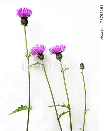 白バックのノアザミの花 78792165