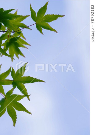 初夏の爽やかなイメージの青もみじと青空 初夏の爽やかなイメージの青もみじと青空 78792182
