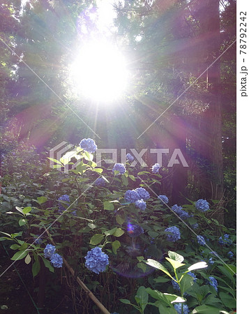 満開のアジサイ あじさい 紫陽花 満開のアジサイ あじさい 紫陽花 78792242