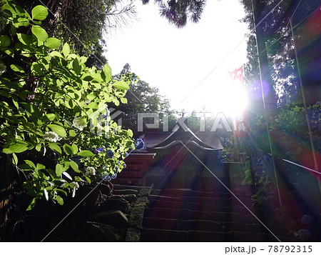 満開のアジサイ あじさい 紫陽花 出塩文殊堂 満開のアジサイ あじさい 紫陽花 出塩文殊堂 78792315