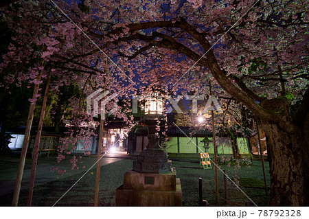 彦根　多賀大社の桜2021年 78792328