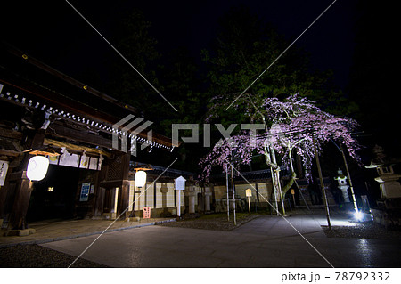 彦根　多賀大社の桜2021年 78792332