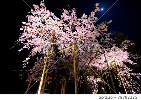 彦根 多賀大社の桜2021年 彦根 多賀大社の桜2021年 78792335