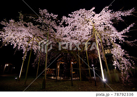 彦根 多賀大社の桜2021年 彦根 多賀大社の桜2021年 78792336