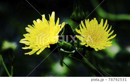 一部に薄日が当たるノゲシの花1 一部に薄日が当たるノゲシの花1 78792531