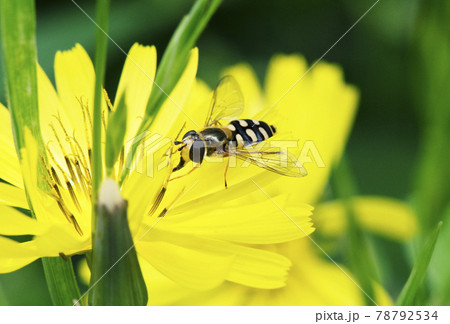 オオジシバリの雄しべをつかんで花粉を舐めるフタホシヒラタアブ1 78792534