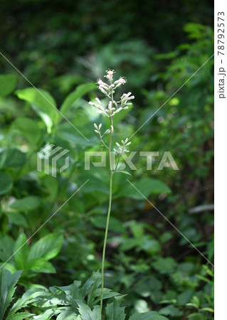 キク科の植物 ヤブレガサ 破れ傘 の花の写真素材