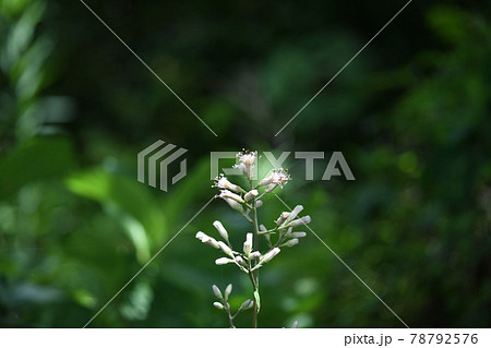 キク科の植物・ヤブレガサ(破れ傘)の花 キク科の植物・ヤブレガサ(破れ傘)の花 78792576