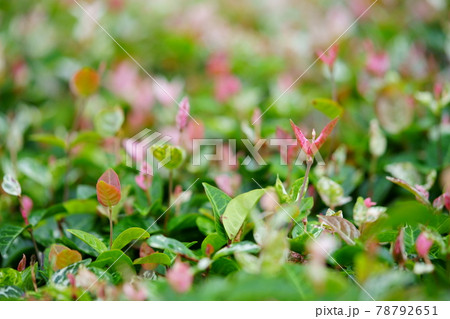 グラウンドカバー・ハツユキカズラ2 78792651