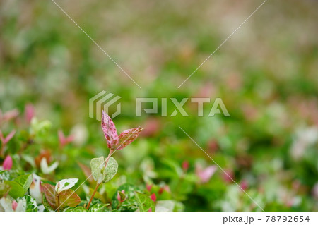 グラウンドカバー・ハツユキカズラ6 78792654