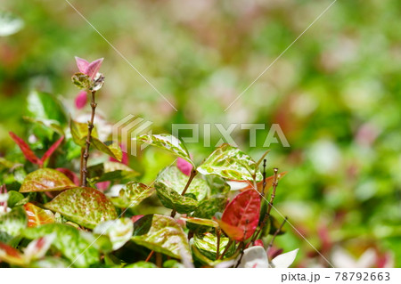 カラーリーフ・ハツユキカズラ15 78792663