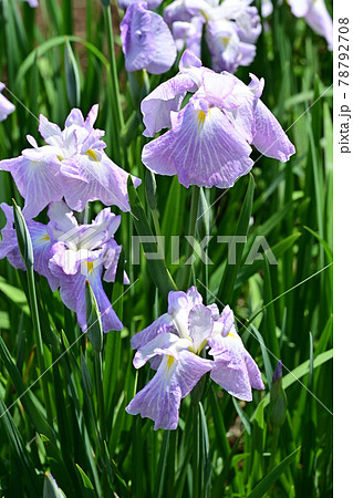 朝日空・菖蒲 78792708