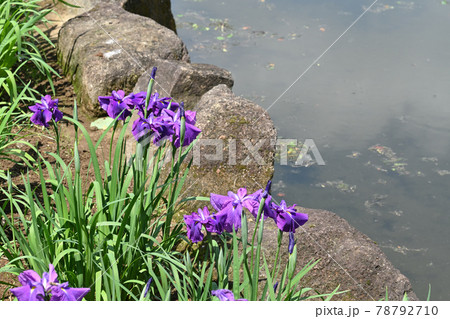 衆華の誉・菖蒲 78792710