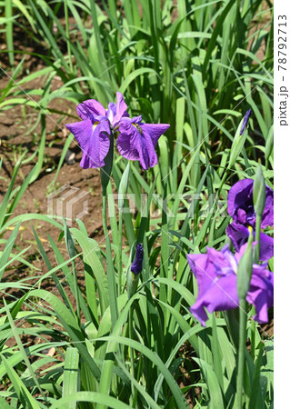 衆華の誉・菖蒲 78792713