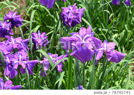 岐山の春・菖蒲 78792743