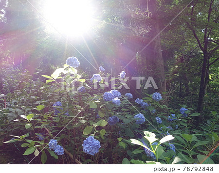 満開のアジサイ あじさい 紫陽花 満開のアジサイ あじさい 紫陽花 78792848