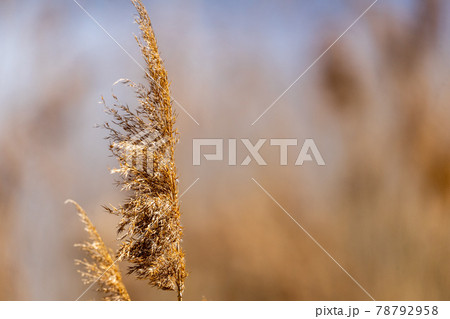Reed grass in bloom, scientific name Phragmites australis, gently swaying in the wind on the shore of a pond Reed grass in bloom, scientific name Phragmites australis, gently swaying in the wind on the shore of a pond 78792958
