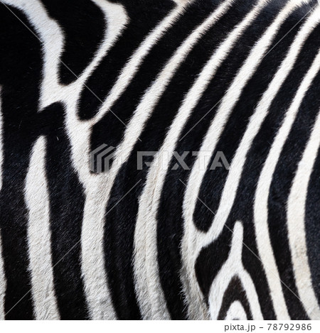 Close-up of the belly of a zebra, scientific name Equus zebra,graphic impression 78792986