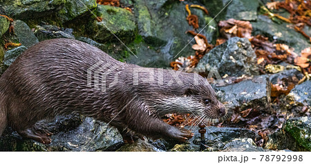 Otter runs fast on stones to get to the moat Otter runs fast on stones to get to the moat 78792998