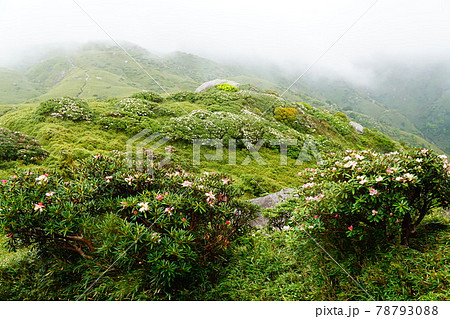 屋久島　ガスの平石岩屋付近の屋久島石楠花 78793088