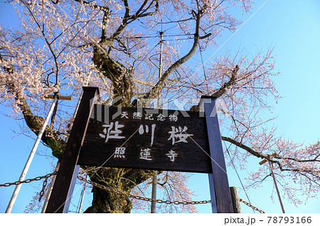 荘川さくら 78793166
