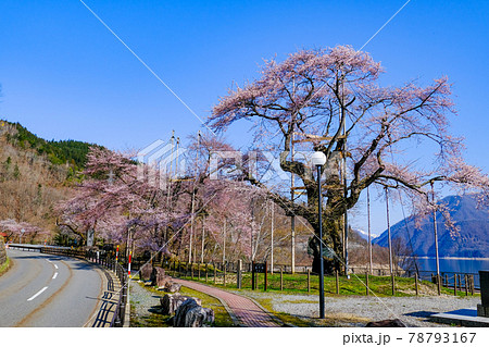 荘川さくら 荘川さくら 78793167