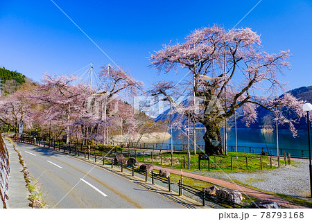 荘川さくら 荘川さくら 78793168