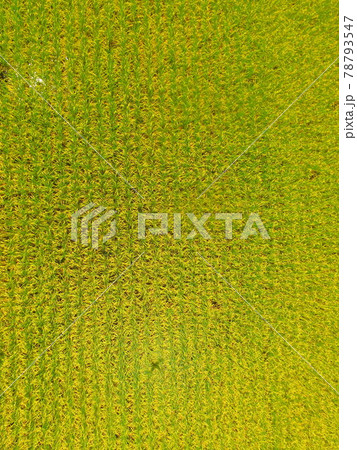 黄金色に実った稲穂〜ドローンで空撮（福島県大沼郡会津美里町大石字家ノ下） 78793547