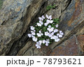 北岳のタカネビランジ 78793621