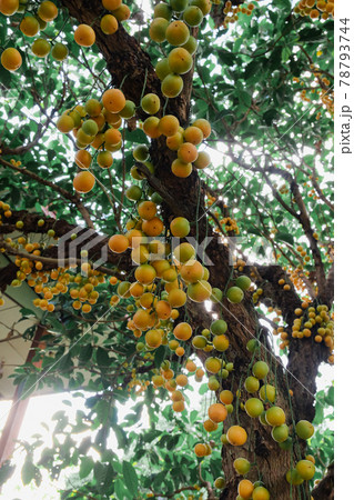 Baccaurea ramiflora Lour or Burmese grape tree , Mafai in Thai, sweet and sour fruit on tree . 78793744