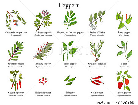 Set of different peppers vector 78793869