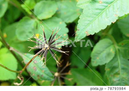初夏に結実した秋の花 コシロノセンダングサ(小白の栴檀草)の種子 初夏に結実した秋の花 コシロノセンダングサ(小白の栴檀草)の種子 78793984