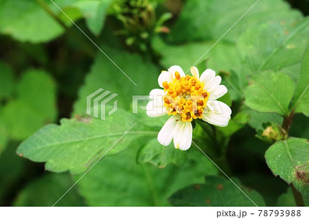 初夏に咲く秋の花 コシロノセンダングサ 小白の栴檀草 の写真素材