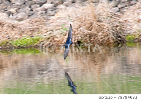 野鳥 ツバメ 野鳥 ツバメ 78794033