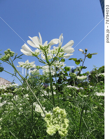 コリアンダーの花の写真素材